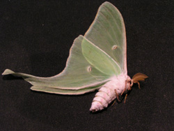 Actias luna gynandromorph (papered verso) (Internet Image property of respective owner, non-commercial use only)